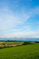 Obraz premium 初夏の畑作地帯 美瑛町