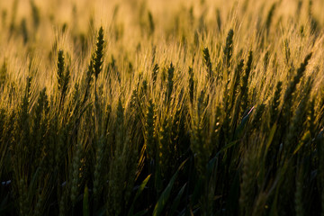 夕日の輝くムギの穂