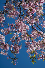 枝垂桜　Cherry blossoms