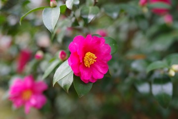 Red flowers in the garden : Sasanqua (Camellia sasanqua) 