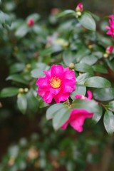 Red flowers in the garden : Sasanqua (Camellia sasanqua) 