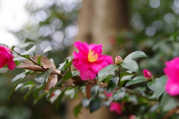 Naklejka na ściany i meble Red flowers in the garden : Sasanqua (Camellia sasanqua) 