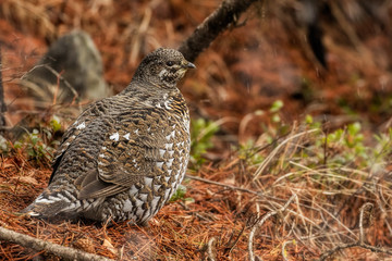 Female Spruce Grouse-Montana