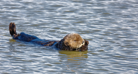 Fototapeta premium Sea Otter Swimming Forward
