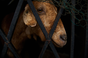 Dans les pensées de la chèvre 