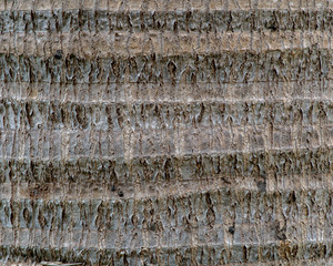 Palm tree texture or background close-up copy space