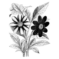 Dahlias Flowers Engraving Vintage Vector Illustration