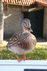 A female duck, closeup