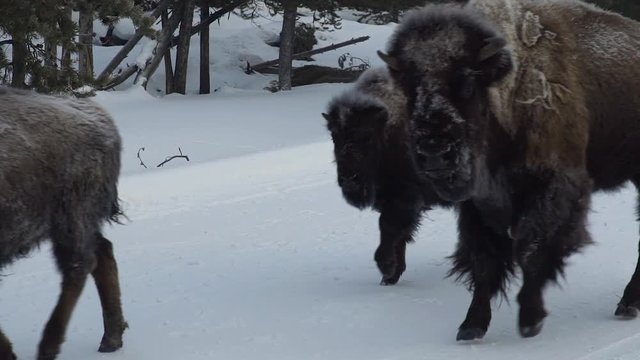Winter Buffalo and Bison run in slow motion