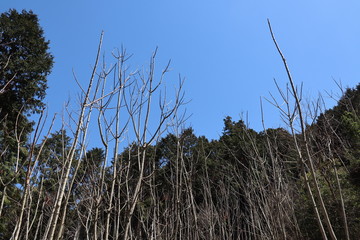 いつの日かまた