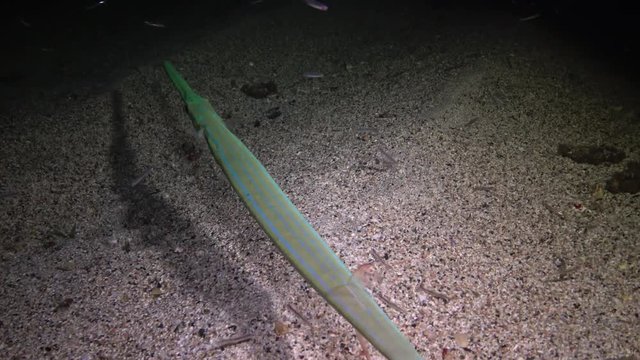 Fish of the Red Sea. Night video, tropical fish Cornetfish (Fistularia commersonii) sleep at night near the coral on the reef. Red Sea, Marsa Alam, Egypt
