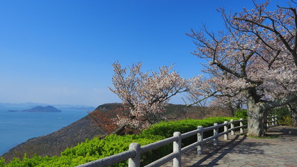 Fototapeta premium 屋島山頂の桜３