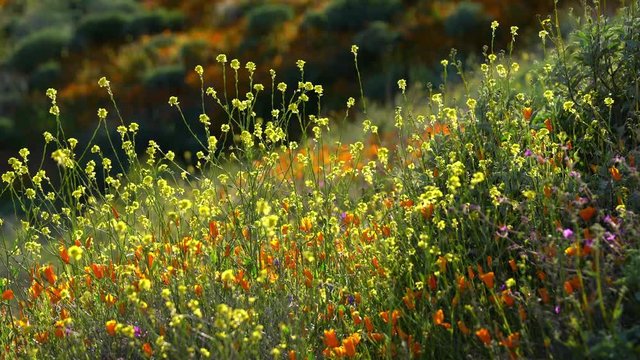 California Super Bloom 2019 Poppy And Spring Flowers In Walker Canyon Lake Elsinore