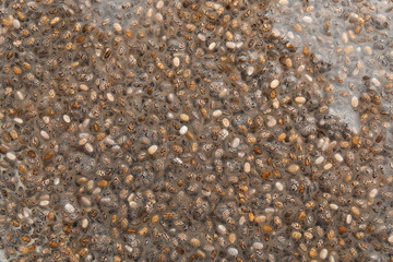 Chia seeds in water as background, closeup