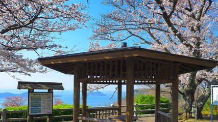 屋島山頂の桜９