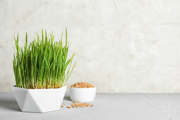 Ceramic bowl with sprouted wheat grass seeds on table against light background, space for text