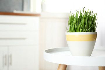 Ceramic pot with fresh wheat grass on table against blurred background, space for text
