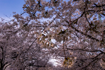 pink in the cherryblossoms