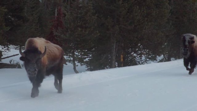 Bison and Buffalo Running in Slow Motion in Yellowstone National Park