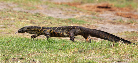 Monitor Lizard walking