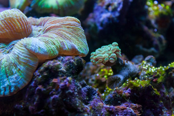 Coral Reef Underwater World