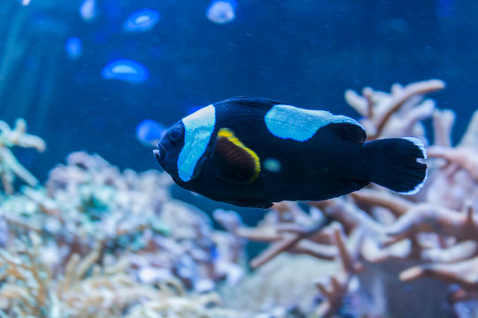 Amphiprion polymnus in coral reefs