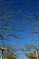 kahle äste von bäumen vor blauem himmel