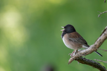 Junco perched on a branch, singing.  Dense green foliage background.