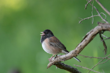 Junco perched on a branch, singing.  Dense green foliage background.