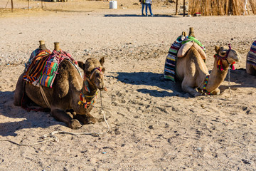 Fototapeta premium Camels in arabian desert not far from the Hurghada city, Egypt
