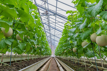 マスクメロンの栽培温室 静岡県賀茂郡南伊豆町 Wall Mural あんみつ姫