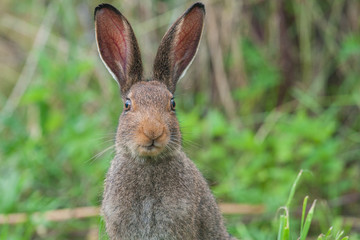 Hare sitting on the forest floor and looking at the camera. Brown hare sitting and listening.