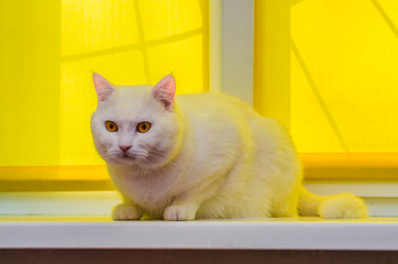 White domestic cat sitting on a white window sill with yellow background