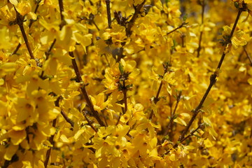 Forsythia flower