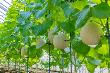 マスクメロンの栽培温室　静岡県賀茂郡南伊豆町