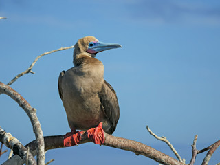 red-footed booby perched on a branch at isla genovesa