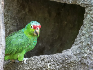 red-lored parrot at a park in ecuador
