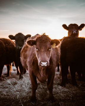 A close up image of cow herd on a field in Alberta, Canada