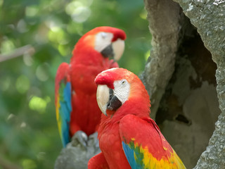 scarlet macaw in a park in ecuador