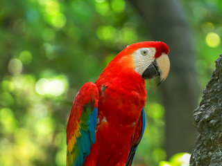 close up of a scarlet macaw in a park in ecuador