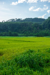 Fototapeta premium 暑かった夏の終わり