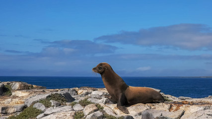 adult sea lion on isla south plazas in the galapagos