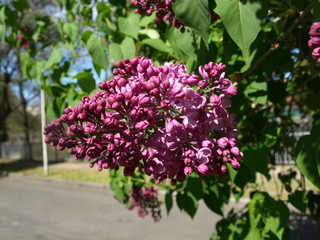 Fleurs de lilas Lilac flowers