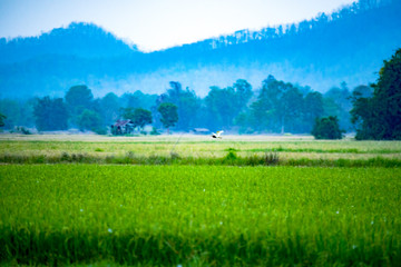Landscapes rice field during sunset.