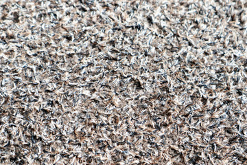Texture of Carpet Rug