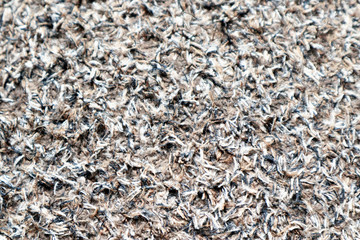Texture of Carpet Rug