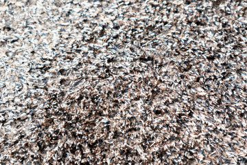 Texture of Carpet Rug