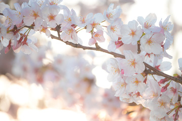 Pink Japanese cherry blossom blooming season under a ending winter