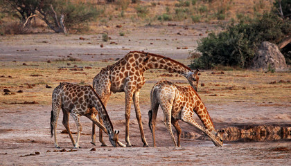 Giraffe Trio