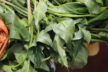 fresh spinach leaves in the garden